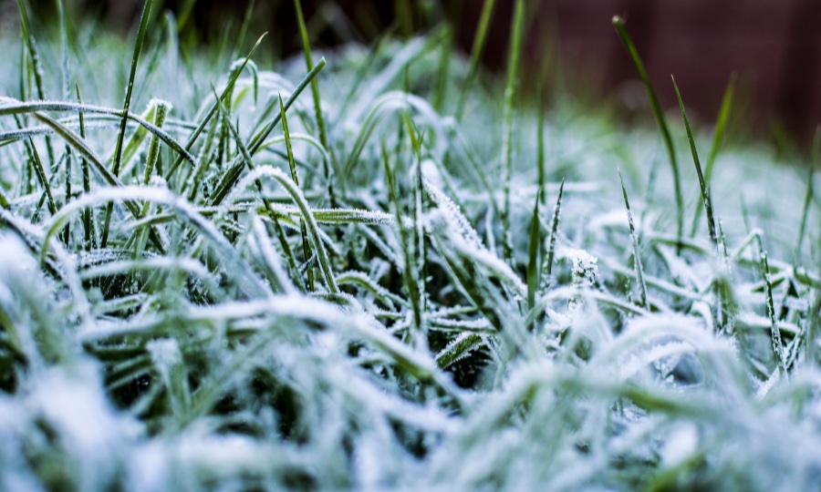 News Rasenpflege Winter CH Garten